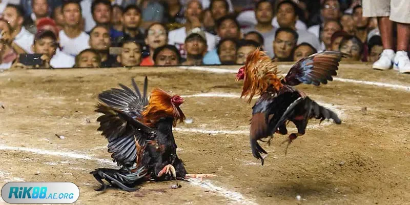 đá gà cựa dao Rik88