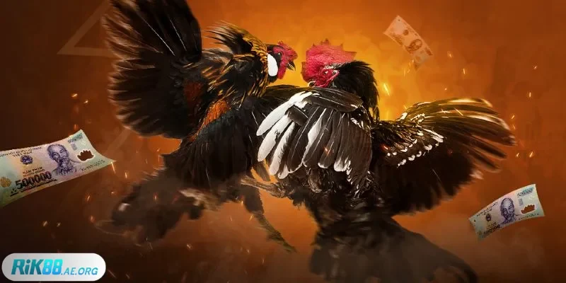 sảnh đá gà Rik88